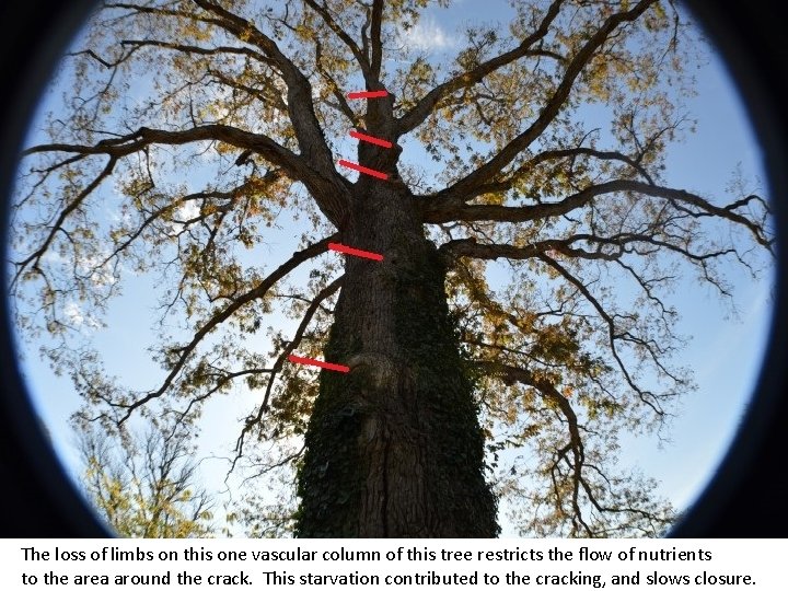 The loss of limbs on this one vascular column of this tree restricts the