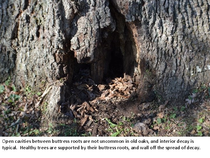 Open cavities between buttress roots are not uncommon in old oaks, and interior decay