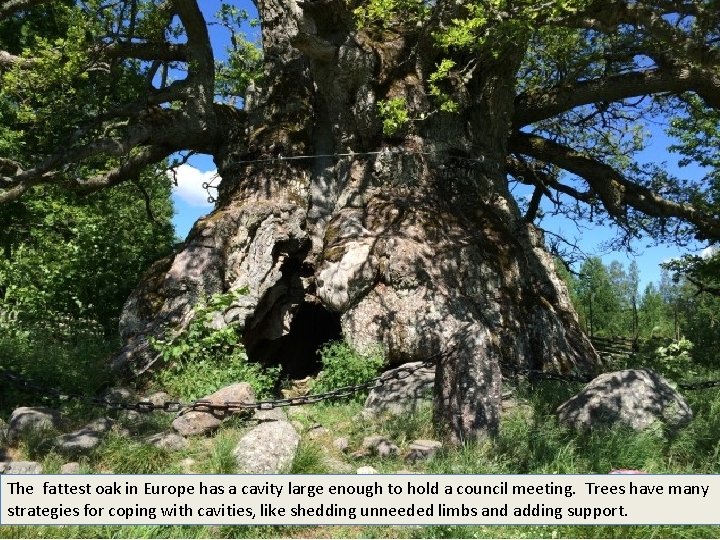 The fattest oak in Europe has a cavity large enough to hold a council
