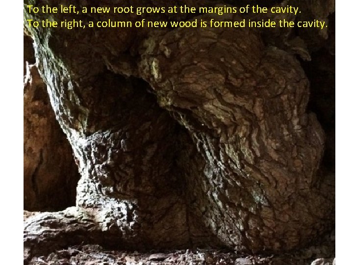 To the left, a new root grows at the margins of the cavity. To