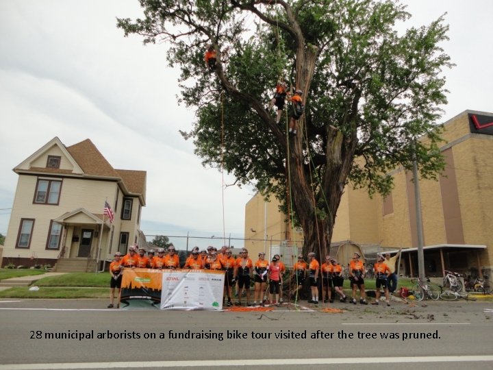 28 municipal arborists on a fundraising bike tour visited after the tree was pruned.
