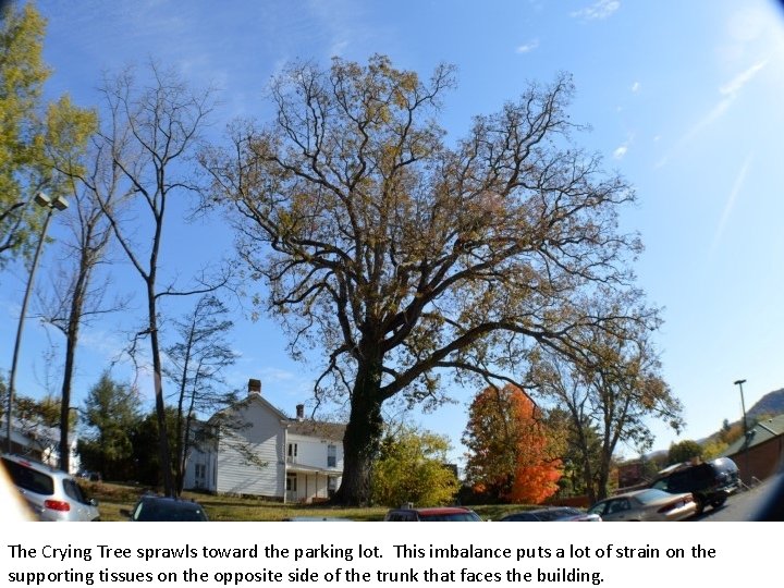 The Crying Tree sprawls toward the parking lot. This imbalance puts a lot of