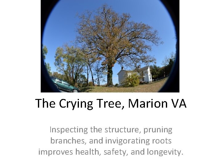 The Crying Tree, Marion VA Inspecting the structure, pruning branches, and invigorating roots improves