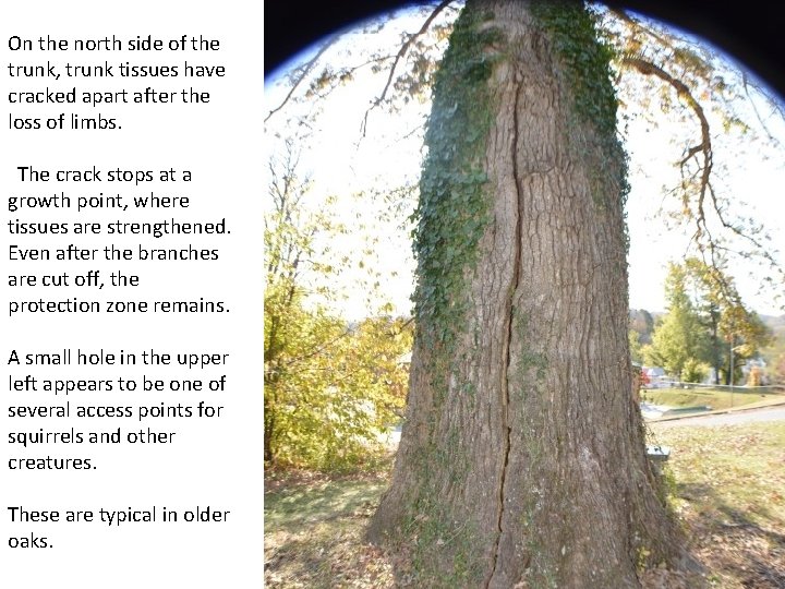 On the north side of the trunk, trunk tissues have cracked apart after the