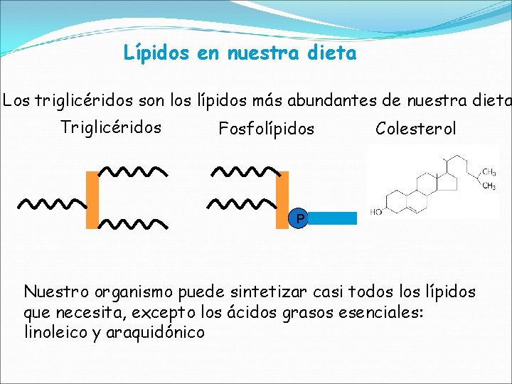 Lípidos en nuestra dieta Los triglicéridos son los lípidos más abundantes de nuestra dieta