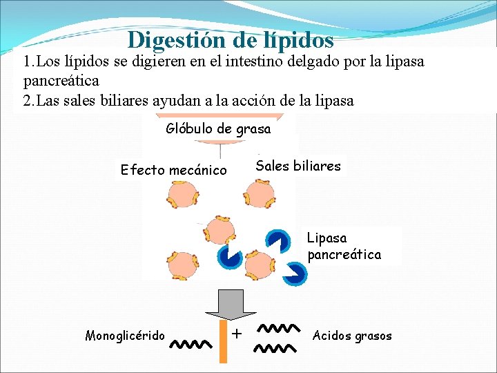 Digestión de lípidos 1. Los lípidos se digieren en el intestino delgado por la