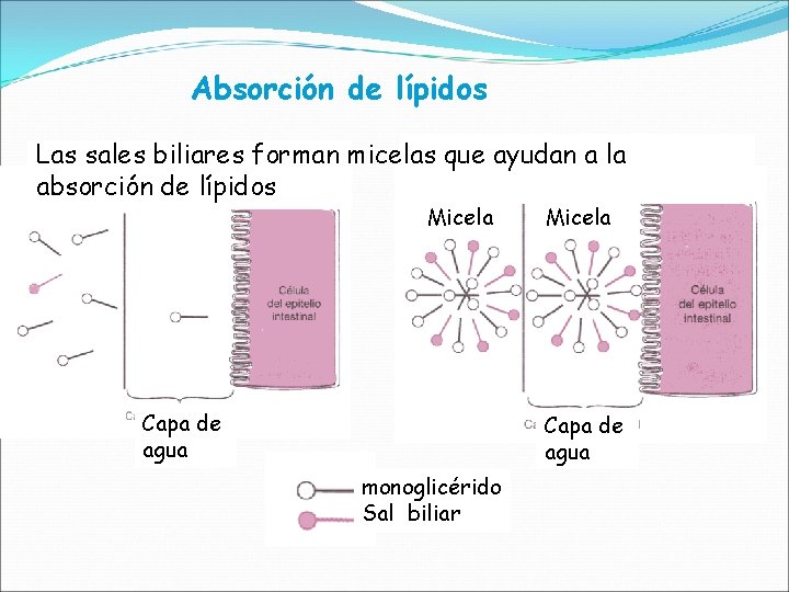 Absorción de lípidos Las sales biliares forman micelas que ayudan a la absorción de