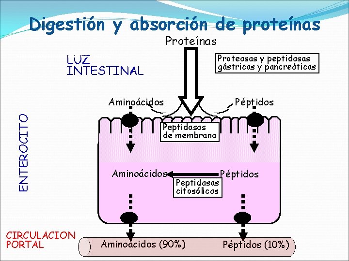 Digestión y absorción de proteínas Proteínas LUZ INTESTINAL Proteasas y peptidasas gástricas y pancreáticas