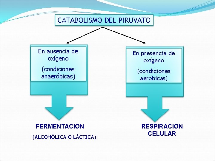 CATABOLISMO DEL PIRUVATO En ausencia de oxígeno En presencia de oxígeno (condiciones anaeróbicas) (condiciones