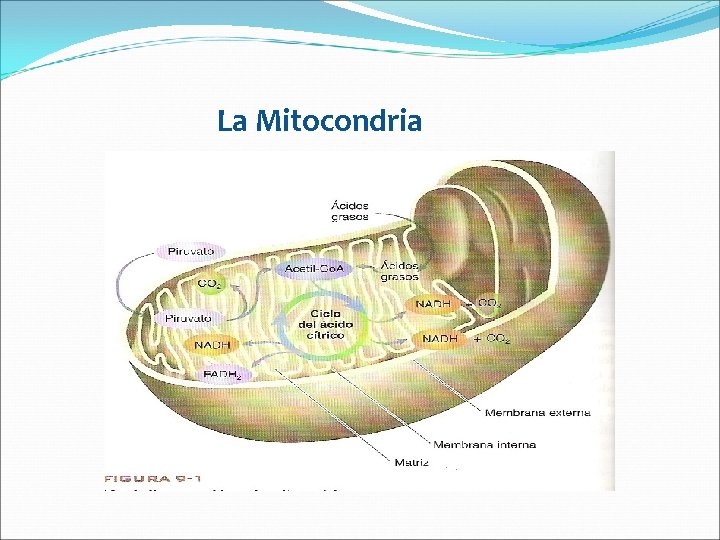 La Mitocondria 