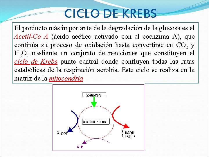 CICLO DE KREBS El producto más importante de la degradación de la glucosa es