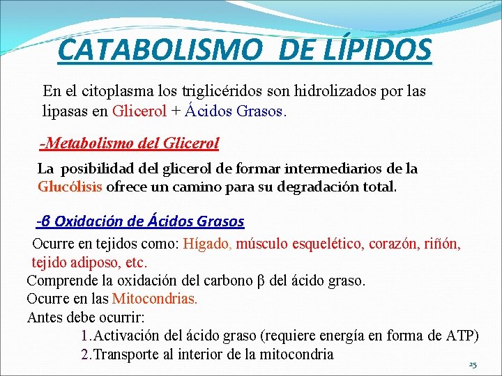 CATABOLISMO DE LÍPIDOS En el citoplasma los triglicéridos son hidrolizados por las lipasas en