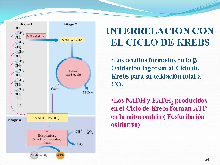 INTERRELACION CON EL CICLO DE KREBS • Los acetilos formados en la b Oxidación