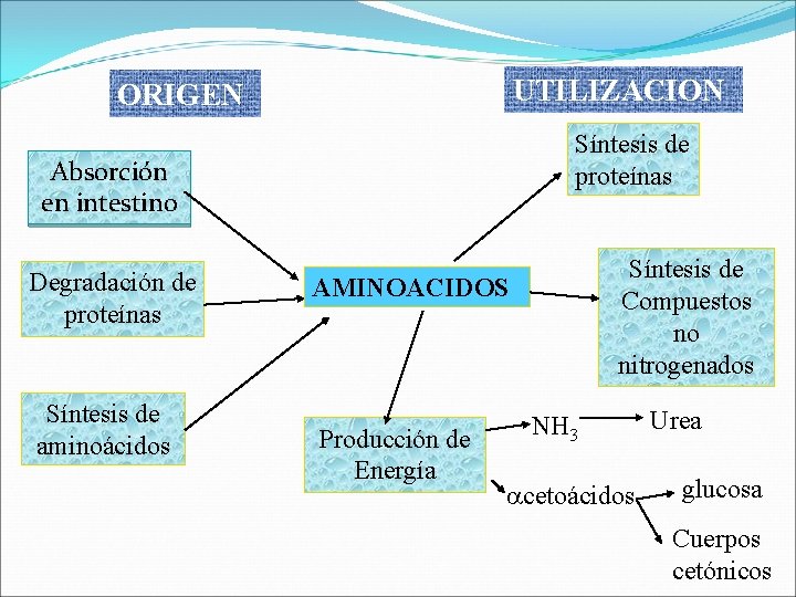 UTILIZACION ORIGEN Síntesis de proteínas Absorción en intestino Degradación de proteínas Síntesis de aminoácidos