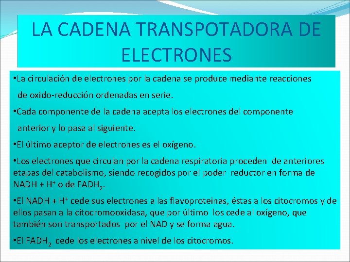 LA CADENA TRANSPOTADORA DE ELECTRONES • La circulación de electrones por la cadena se