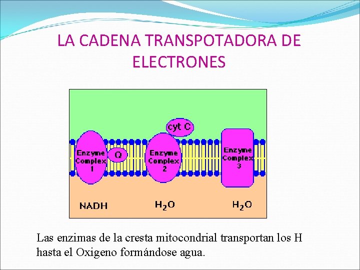 LA CADENA TRANSPOTADORA DE ELECTRONES Las enzimas de la cresta mitocondrial transportan los H