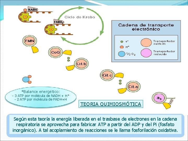 *Balance energético: - 3 ATP por molécula de NADH + - 2 ATP por