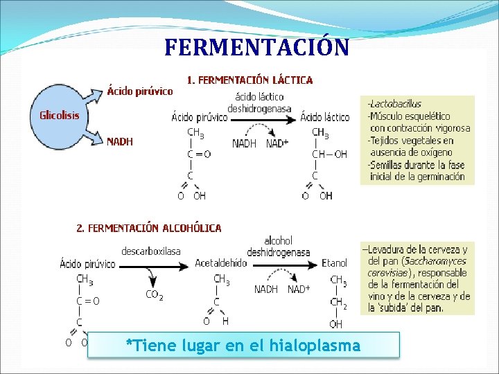 FERMENTACIÓN *Tiene lugar en el hialoplasma 