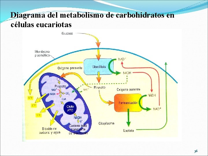 Diagrama del metabolismo de carbohidratos en células eucariotas 36 