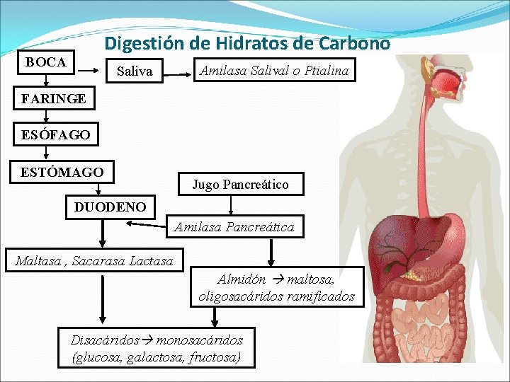 Digestión de Hidratos de Carbono BOCA Saliva Amilasa Salival o Ptialina FARINGE ESÓFAGO ESTÓMAGO