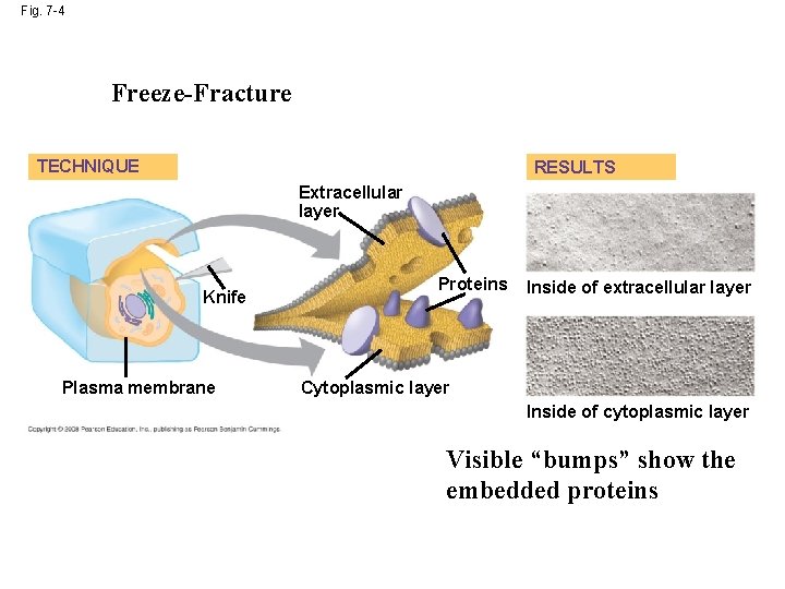 Fig. 7 -4 Freeze-Fracture TECHNIQUE RESULTS Extracellular layer Knife Plasma membrane Proteins Inside of