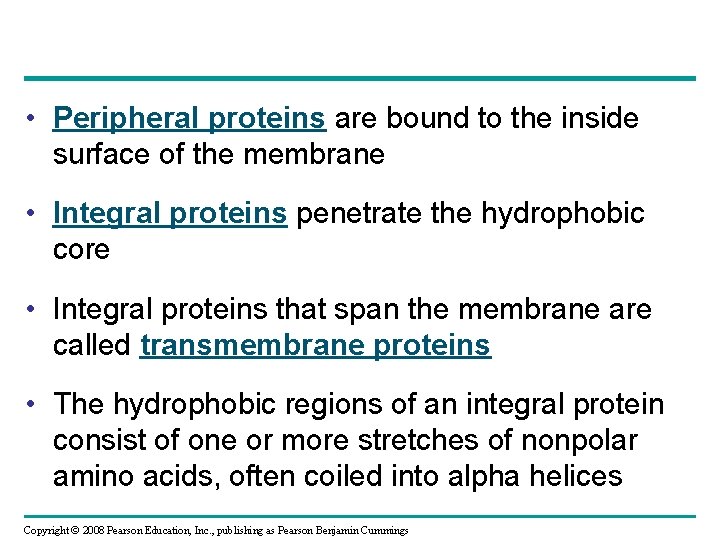  • Peripheral proteins are bound to the inside surface of the membrane •