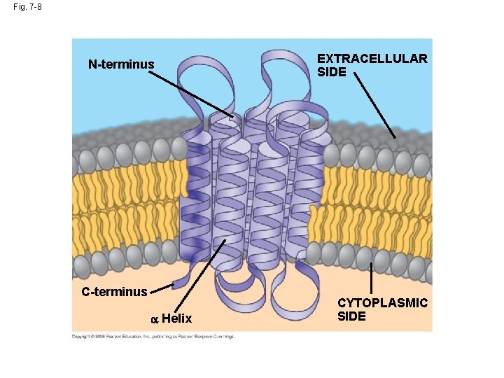Fig. 7 -8 N-terminus C-terminus Helix EXTRACELLULAR SIDE CYTOPLASMIC SIDE 