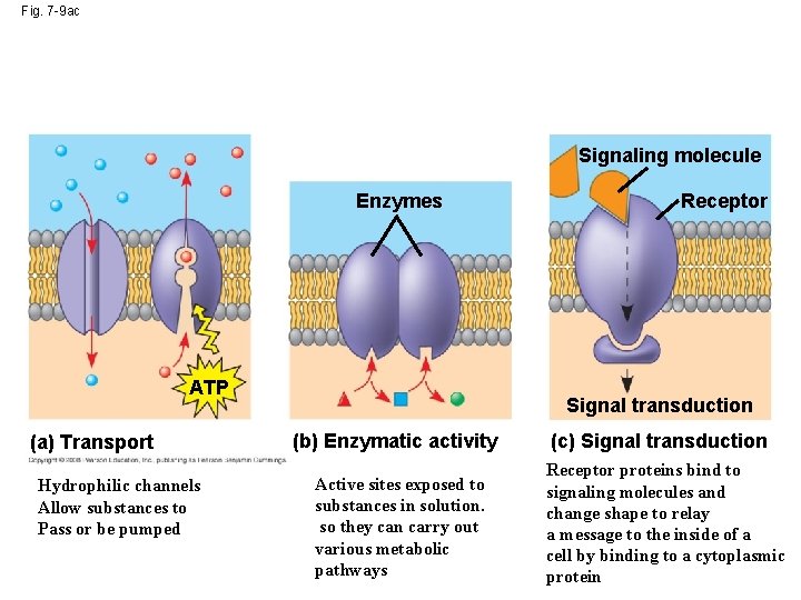 Fig. 7 -9 ac Signaling molecule Enzymes ATP (a) Transport Hydrophilic channels Allow substances
