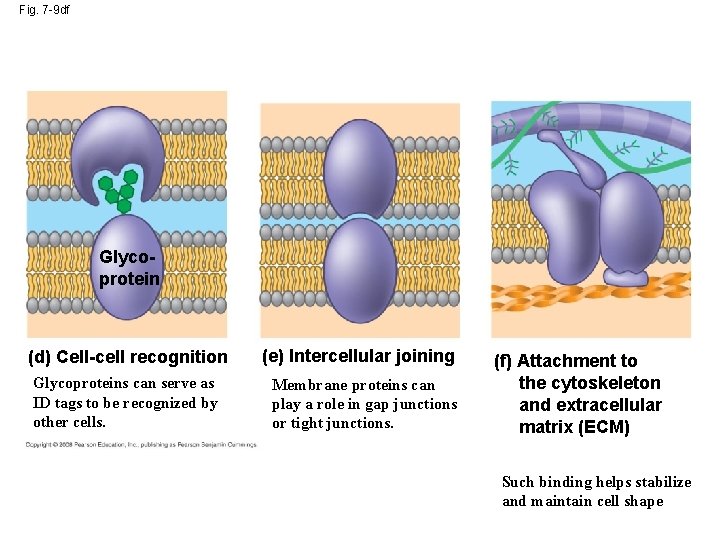 Fig. 7 -9 df Glycoprotein (d) Cell-cell recognition Glycoproteins can serve as ID tags