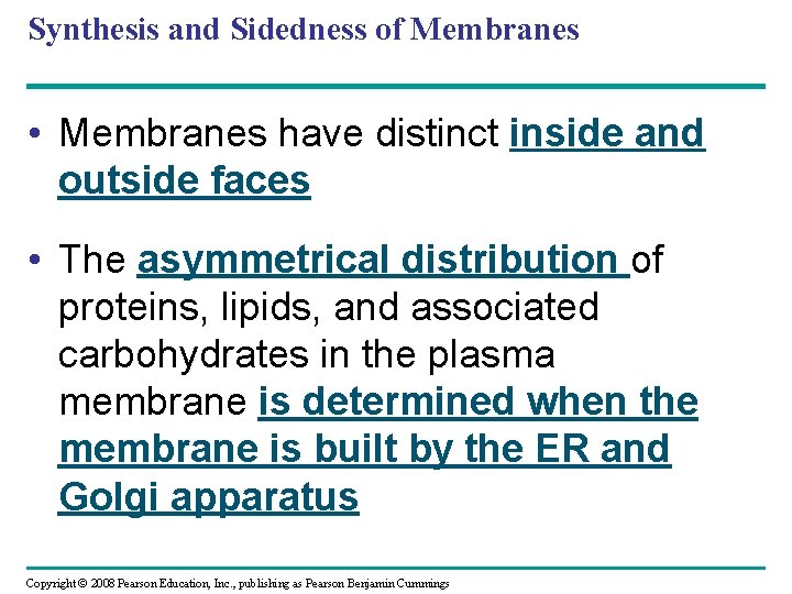 Synthesis and Sidedness of Membranes • Membranes have distinct inside and outside faces •