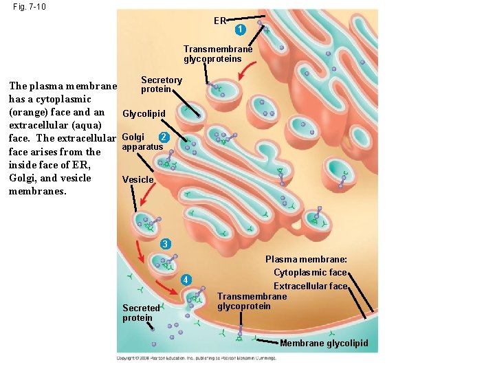 Fig. 7 -10 ER 1 Transmembrane glycoproteins The plasma membrane has a cytoplasmic (orange)