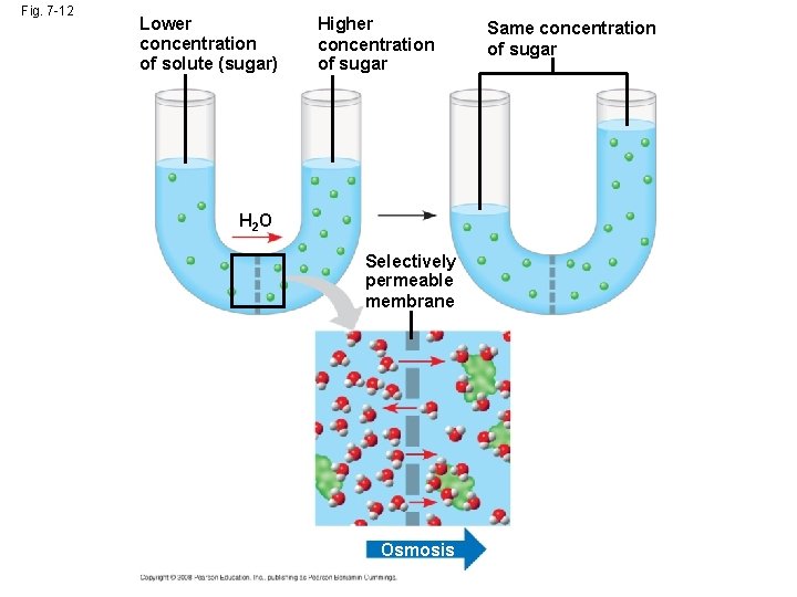 Fig. 7 -12 Lower concentration of solute (sugar) Higher concentration of sugar H 2