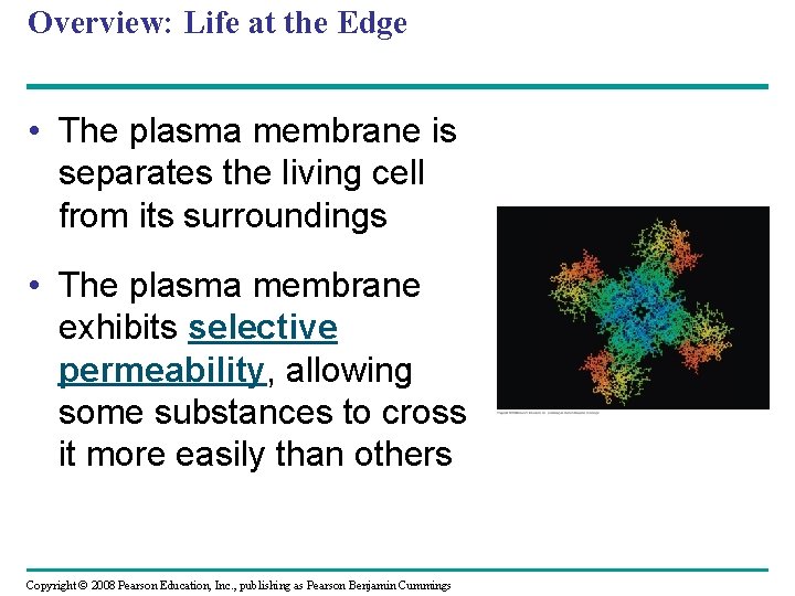 Overview: Life at the Edge • The plasma membrane is separates the living cell