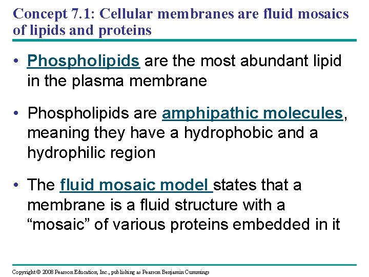 Concept 7. 1: Cellular membranes are fluid mosaics of lipids and proteins • Phospholipids