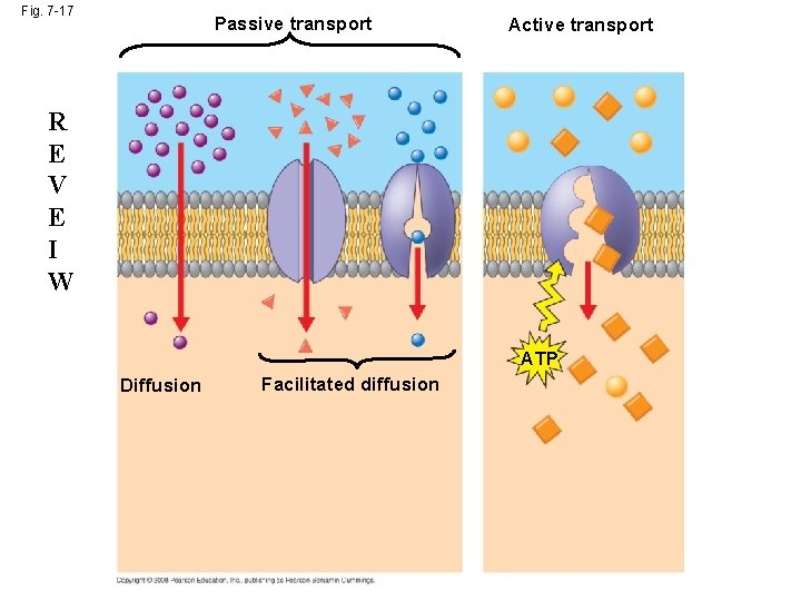 Fig. 7 -17 Passive transport Active transport R E V E I W ATP