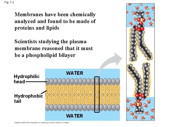 Fig. 7 -2 Membranes have been chemically analyzed and found to be made of