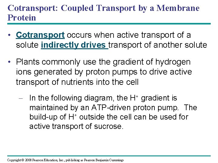Cotransport: Coupled Transport by a Membrane Protein • Cotransport occurs when active transport of