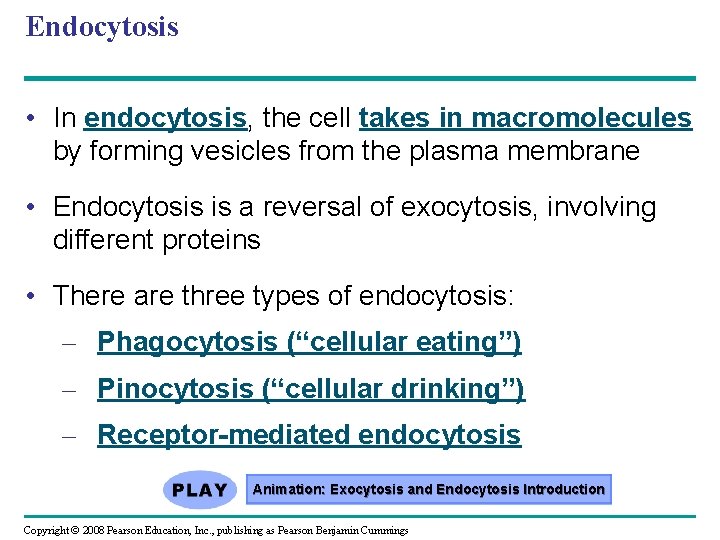 Endocytosis • In endocytosis, the cell takes in macromolecules by forming vesicles from the