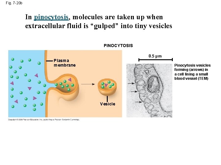 Fig. 7 -20 b In pinocytosis, molecules are taken up when extracellular fluid is