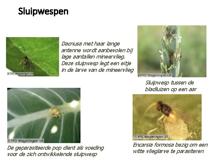 Sluipwespen Dacnusa met haar lange antenne wordt aanbevolen bij lage aantallen mineervlieg. Deze sluipwesp