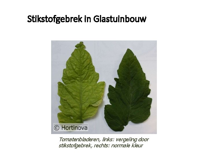 Stikstofgebrek in Glastuinbouw Tomatenbladeren, links: vergeling door stikstofgebrek, rechts: normale kleur 