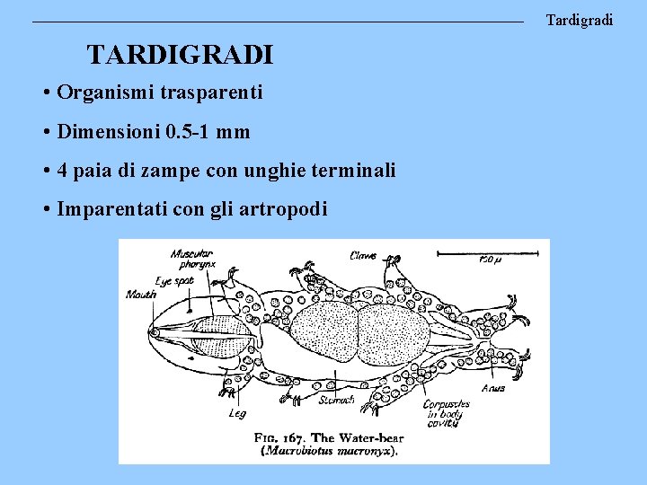 Tardigradi TARDIGRADI • Organismi trasparenti • Dimensioni 0. 5 -1 mm • 4 paia
