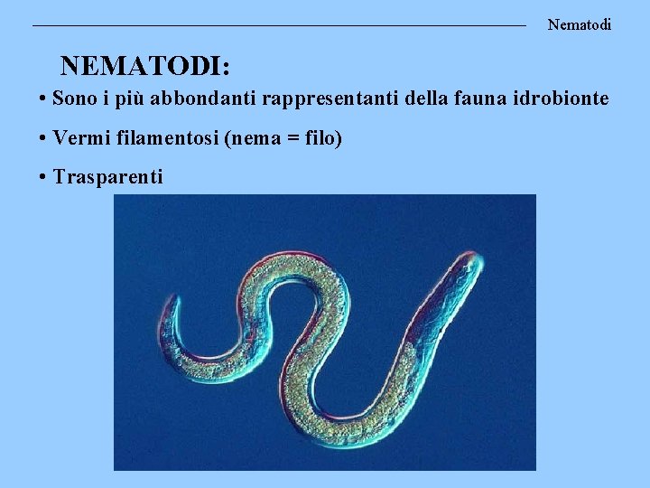 Nematodi NEMATODI: • Sono i più abbondanti rappresentanti della fauna idrobionte • Vermi filamentosi