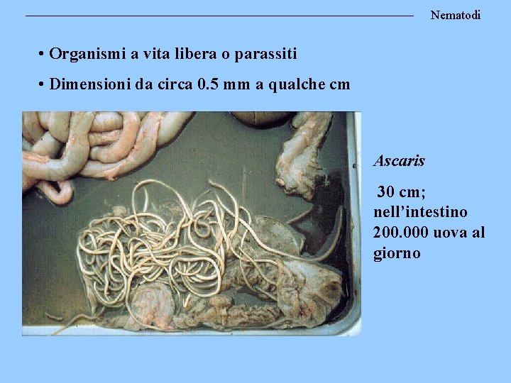 Nematodi • Organismi a vita libera o parassiti • Dimensioni da circa 0. 5