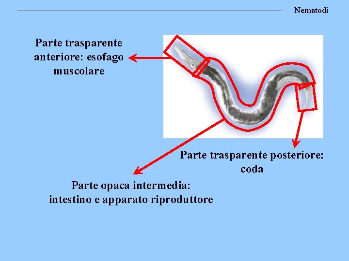 Nematodi Parte trasparente anteriore: esofago muscolare Parte trasparente posteriore: coda Parte opaca intermedia: intestino