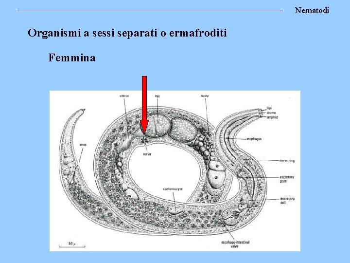 Nematodi Organismi a sessi separati o ermafroditi Femmina 