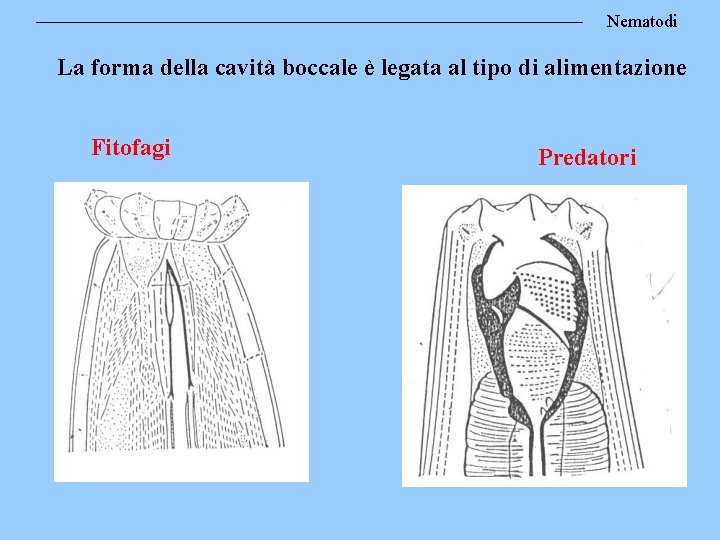 Nematodi La forma della cavità boccale è legata al tipo di alimentazione Fitofagi Predatori