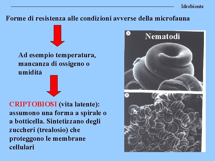Idrobionte Forme di resistenza alle condizioni avverse della microfauna Nematodi Ad esempio temperatura, mancanza