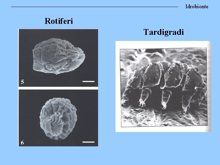 Idrobionte Rotiferi Tardigradi 