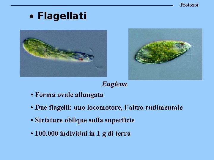 Protozoi • Flagellati Euglena • Forma ovale allungata • Due flagelli: uno locomotore, l’altro